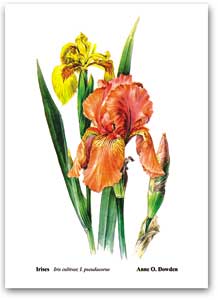 Smell the FlowersCards